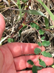 Astragalus robbinsii