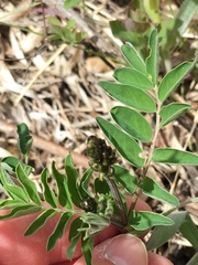 Astragalus robbinsii
