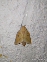 Adeloneivaia subangulata