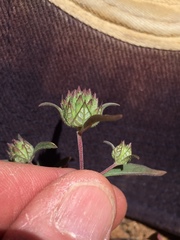 Monardella douglasii