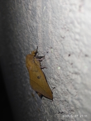 Adeloneivaia subangulata