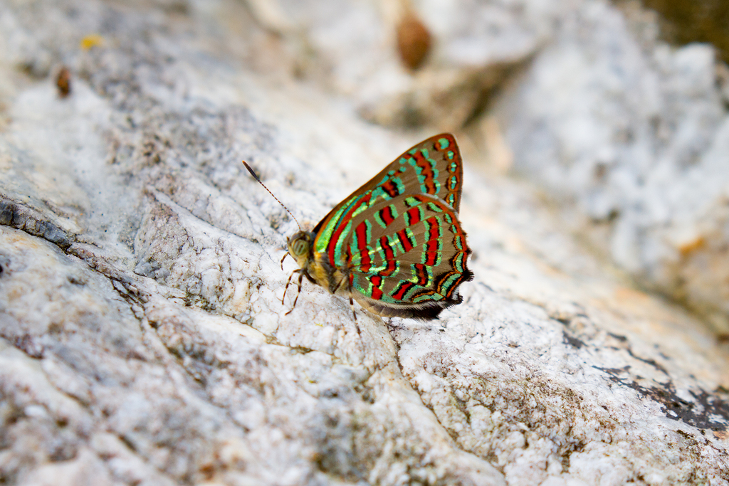 Peacock Jewel