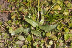 Eryngium vesiculosum