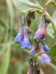 Mertensia viridis