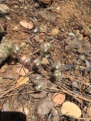 Cordylanthus nidularius