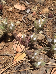 Cordylanthus nidularius