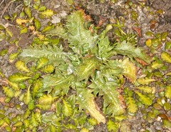 Eryngium vesiculosum