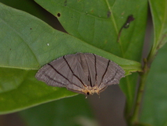 Orudiza protheclaria