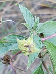 Lantana canescens