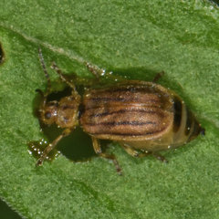 Ophraella conferta
