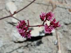 Chorizanthe staticoides