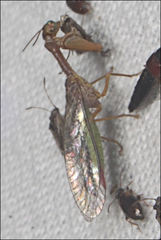 Campion tenuistrigus