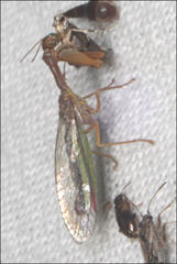 Campion tenuistrigus