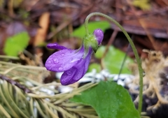 Viola howellii