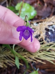Viola howellii