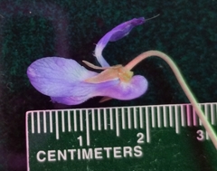 Viola howellii