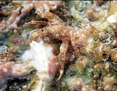 Halicarcinus