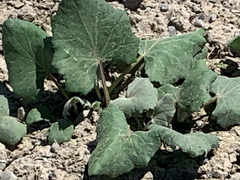 Asteraceae