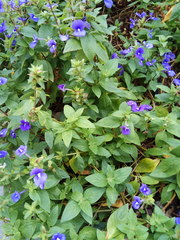 Achetaria azurea