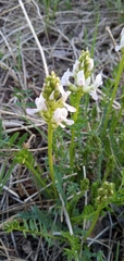 Oxytropis borealis