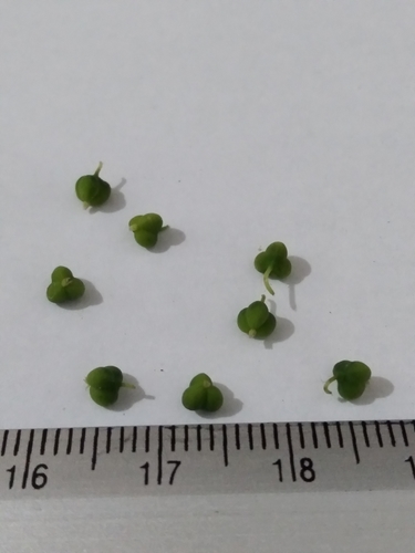 Euphorbia graminea