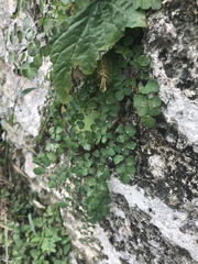 Adiantum tricholepis