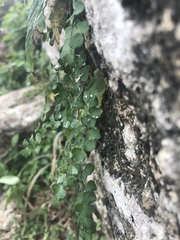 Adiantum tricholepis