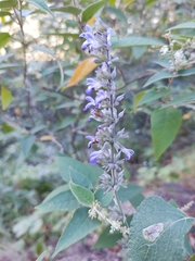 Salvia urolepis