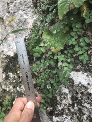 Adiantum tricholepis