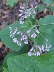 Peteravenia malvifolia