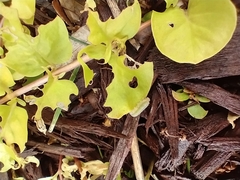 Monostegia abdominalis