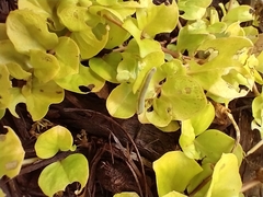 Monostegia abdominalis