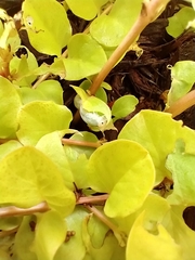 Monostegia abdominalis