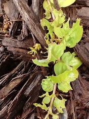 Monostegia abdominalis
