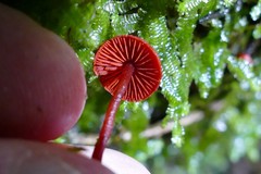 Dermocybe