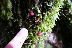 Dermocybe