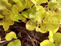 Monostegia abdominalis