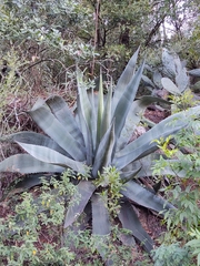 Agave asperrima