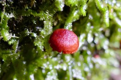 Dermocybe