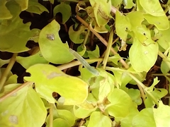 Monostegia abdominalis