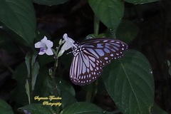 Ideopsis