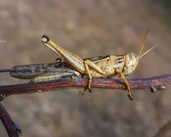 Schistocerca cancellata