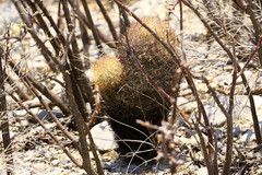 Echinomastus durangensis