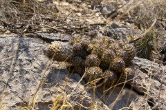 Coryphantha durangensis