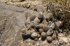 Coryphantha durangensis