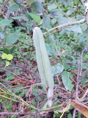 Canavalia septentrionalis