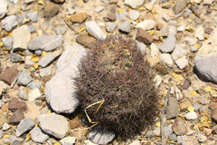 Echinomastus durangensis