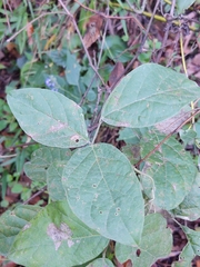 Canavalia septentrionalis