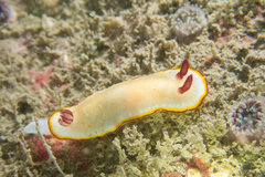 Goniobranchus sinensis image