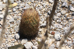 Echinomastus durangensis